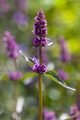 AGASTACHE 'Purple Haze'