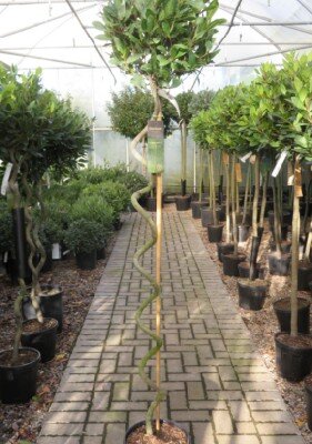 LAURUS nobilis Corkscrew Stem