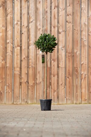 LAURUS nobilis Standard