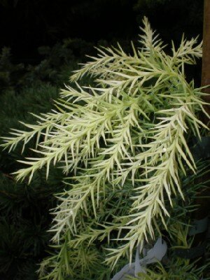 CRYPTOMERIA japonica 'Sekkan Sugi'