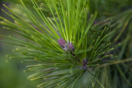 PINUS thunbergii 'Ogon' - image 2