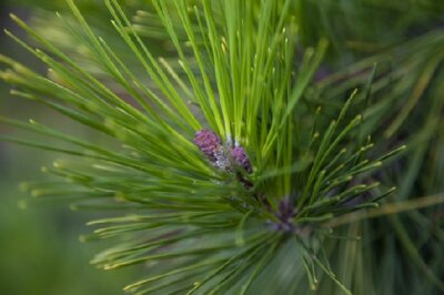 PINUS thunbergii 'Ogon' - image 2