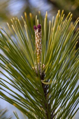 PINUS thunbergii 'Ogon' - image 3