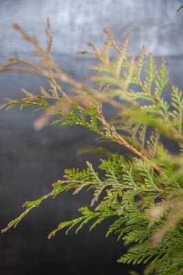 THUJA plicata 'Martin'