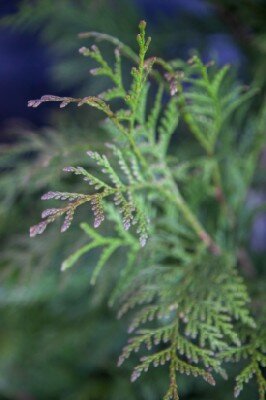 THUJA plicata 'Martin' - image 2