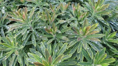 EUPHORBIA x martini 'Ascot Rainbow' - image 1