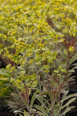 EUPHORBIA x martini 'Ascot Rainbow' - image 2