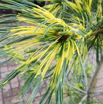 PINUS parviflora 'Ogon-Janome' - image 1
