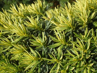 TAXUS baccata 'Fastigiata Aurea'