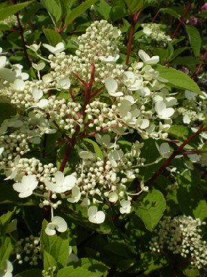 HYDRANGEA paniculata 'Wim's Red'