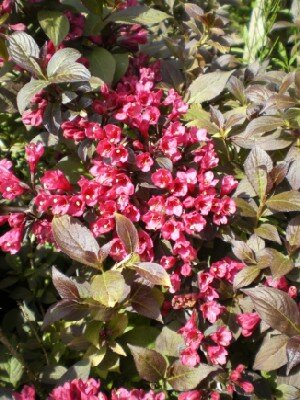 WEIGELA florida 'Minor Black'