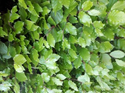 FAGUS sylvatica - image 3