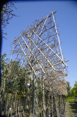 FAGUS sylvatica - image 5