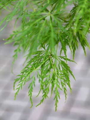 ACER palmatum dissectum 'Flavescens'
