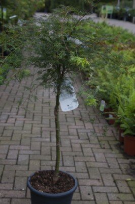 ACER palmatum dissectum 'Emerald Lace' - image 5