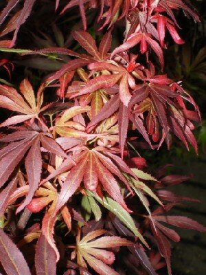 ACER palmatum 'Shaina' - image 1