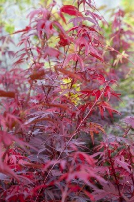 ACER palmatum 'Shaina' - image 6