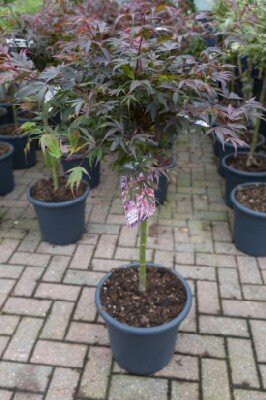 ACER palmatum 'Shaina' - image 7