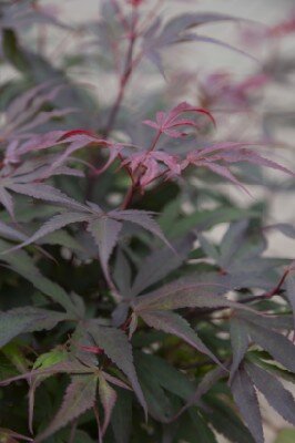 ACER palmatum 'Shaina' - image 8