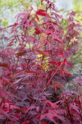 ACER palmatum 'Shaina' - image 3