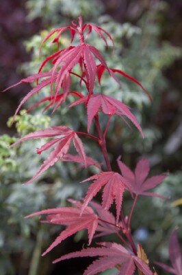 ACER palmatum 'Shaina' - image 4