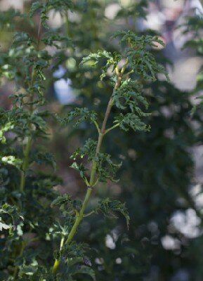 ACER palmatum 'Shishi-gashira'