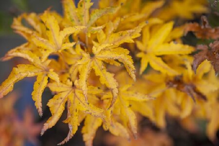 ACER palmatum 'Shishi-gashira' - image 2