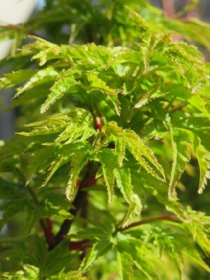 ACER palmatum 'Shishi-gashira' - image 3