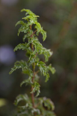 ACER palmatum 'Shishi-gashira' - image 4