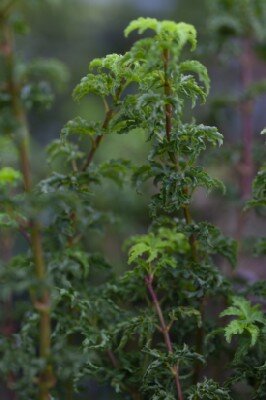 ACER palmatum 'Shishi-gashira' - image 5