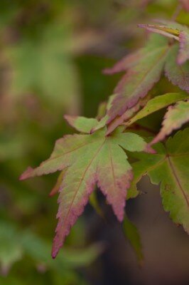 ACER palmatum 'Shin Nyo'