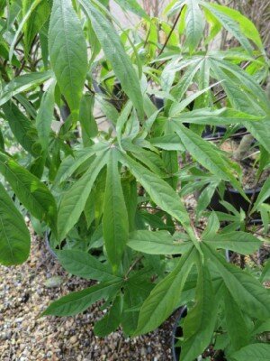 KALOPANAX septemlobus - image 1