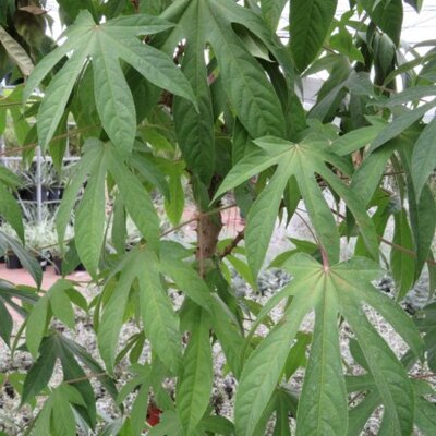 KALOPANAX septemlobus - image 2