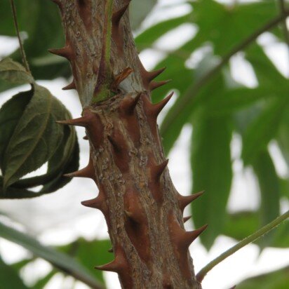 KALOPANAX septemlobus - image 3