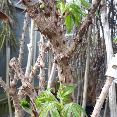 KALOPANAX septemlobus - image 4