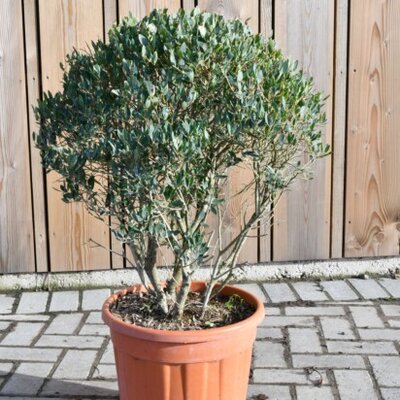 PHILLYREA angustifolia