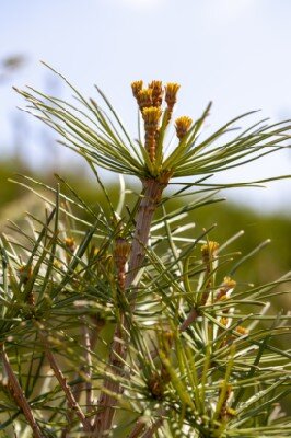 SCIADOPITYS verticillata 'Green Diamond' - image 2