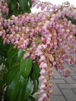 PIERIS japonica 'Valley Rose'