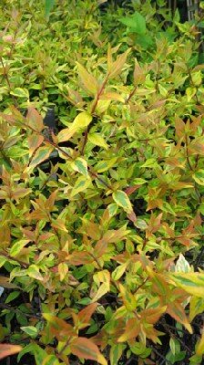 ABELIA x grandiflora 'Kaleidoscope' - image 1