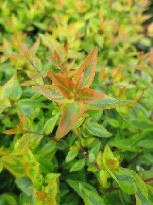 ABELIA x grandiflora 'Kaleidoscope' - image 2