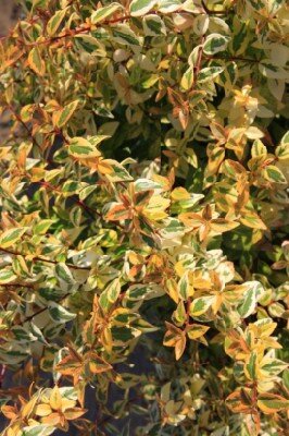 ABELIA x grandiflora 'Kaleidoscope' - image 4