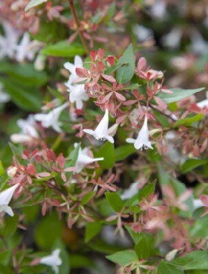 ABELIA x grandiflora