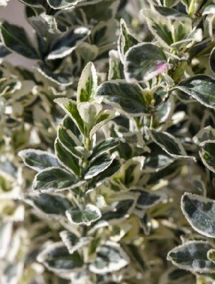EUONYMUS japonicus 'White Spire'