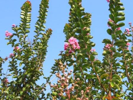 LAGERSTROEMIA indica - image 1