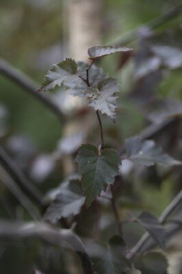BETULA 'Royal Frost' - image 1
