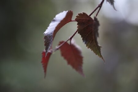 BETULA 'Royal Frost' - image 2