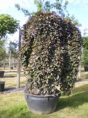 FAGUS sylvatica 'Pendula'