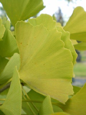 GINKGO biloba 'Fastigiata Blagon' - image 1
