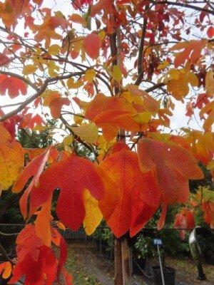 SASSAFRAS albidum