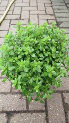 PITTOSPORUM tenuifolium 'Beach Ball'